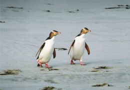 South Island penguins